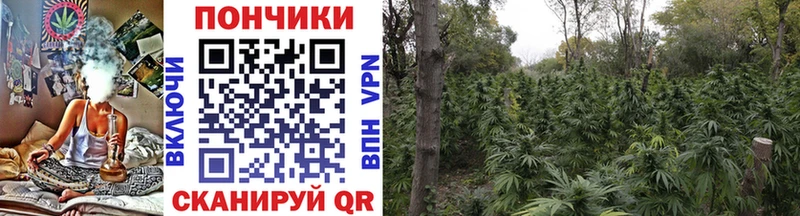 Марихуана план  Окуловка 